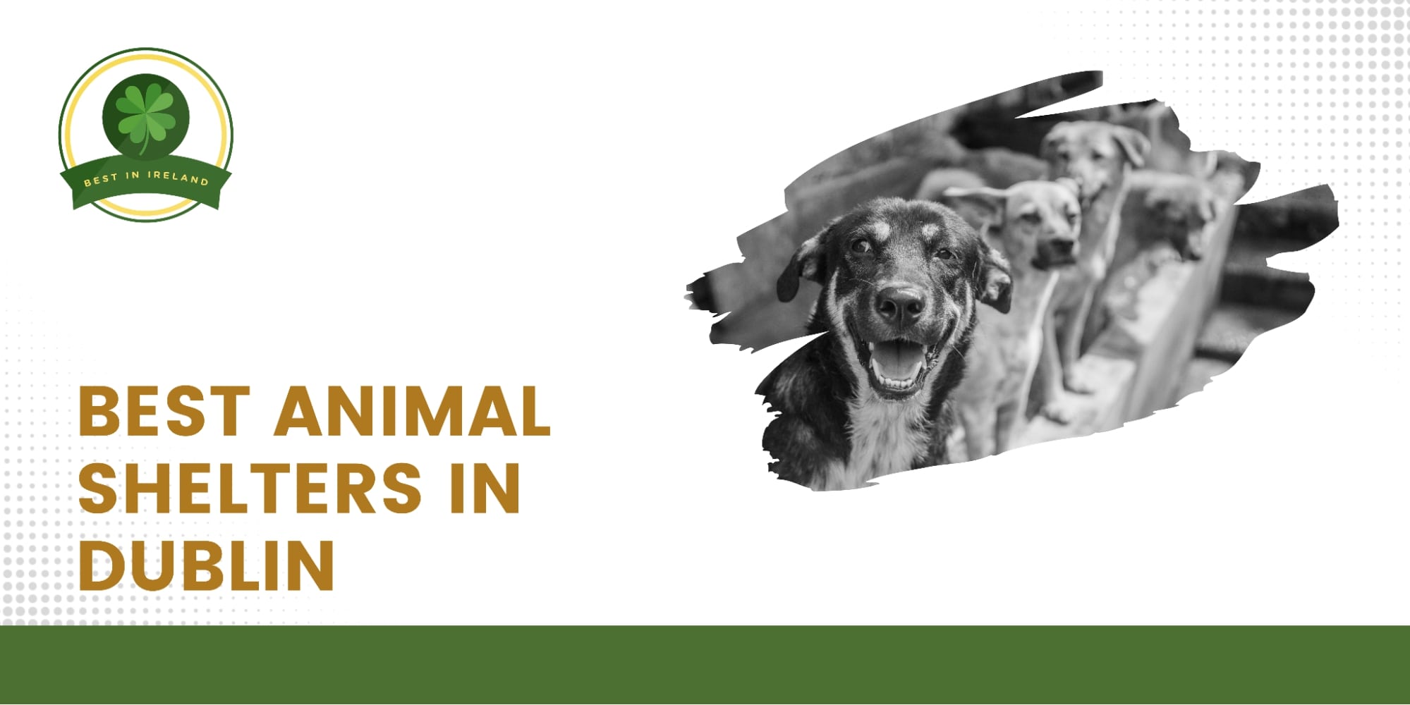 5 Best Animal Shelters in Dublin