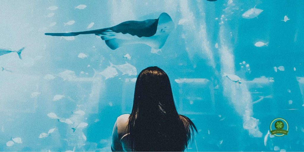 Achill Experience Aquarium
