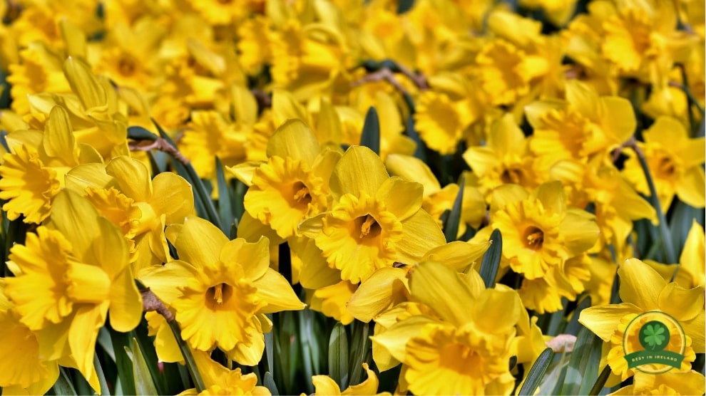 Beware of certain plants that are toxic to dogs