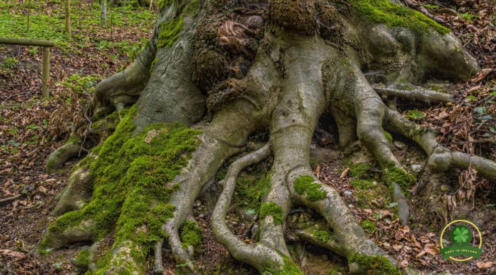 Beware of invasive roots