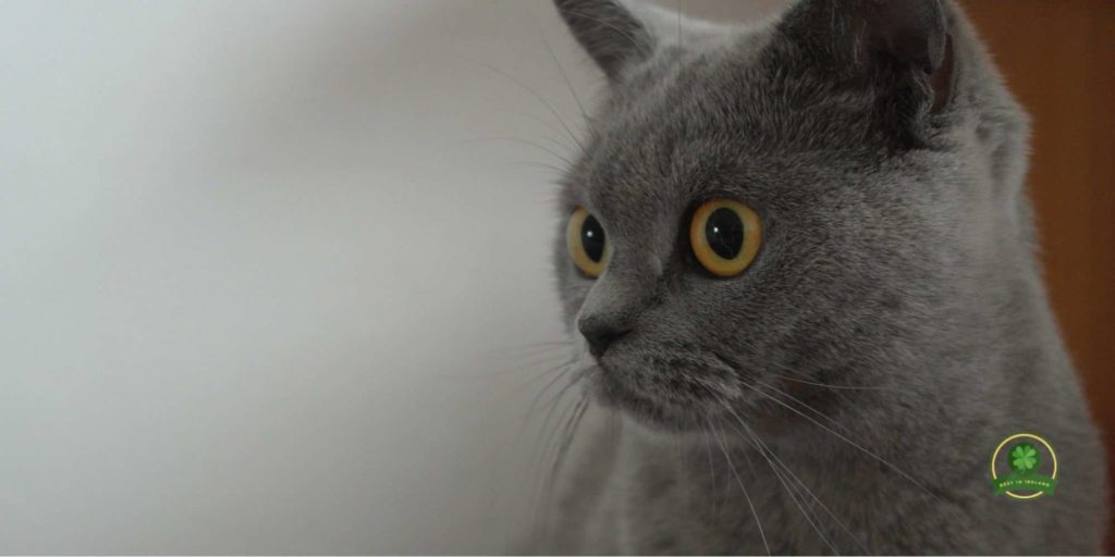 Bring your cat home when things are calm and peaceful