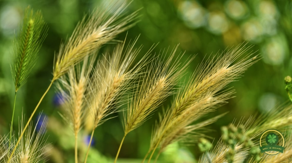 Combat weeds
