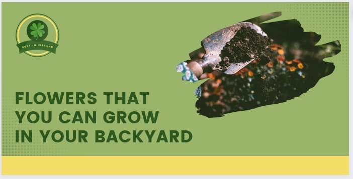 Flowers That You Can Grow in Your Backyard
