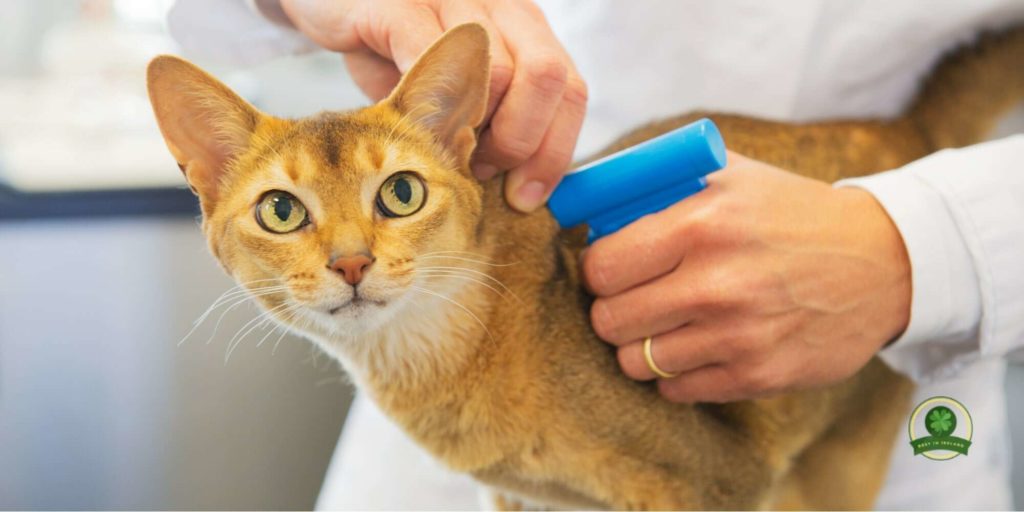 Get your cat microchipped