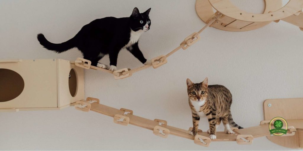 Give your cat toys and activities to do