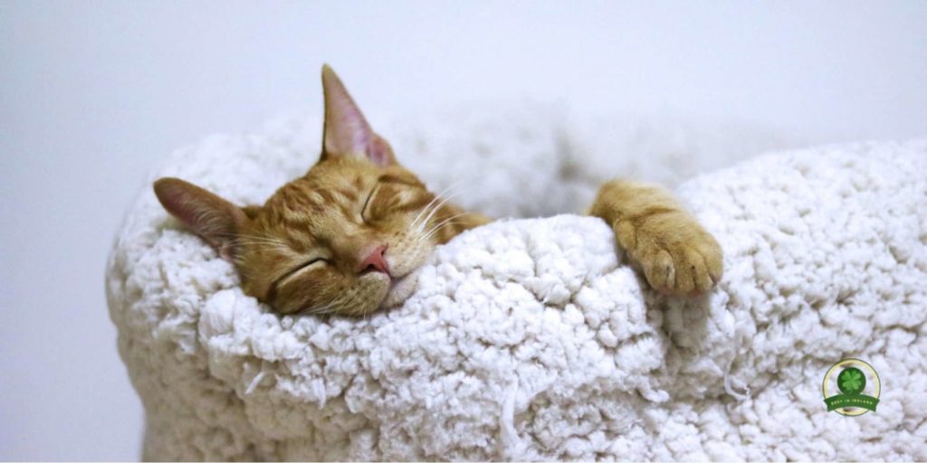 Prepare your cat’s things before it arrives