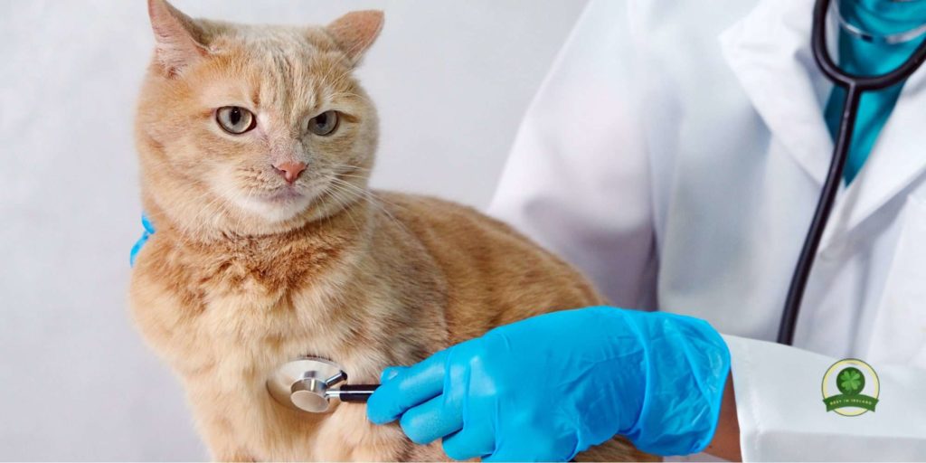 Stay up to date with vaccinations and check-ups
