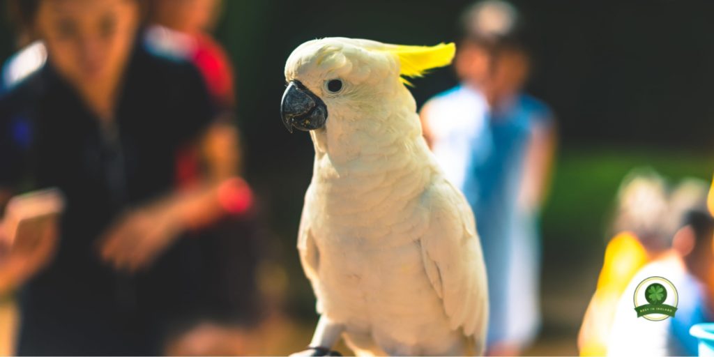 Tropical World