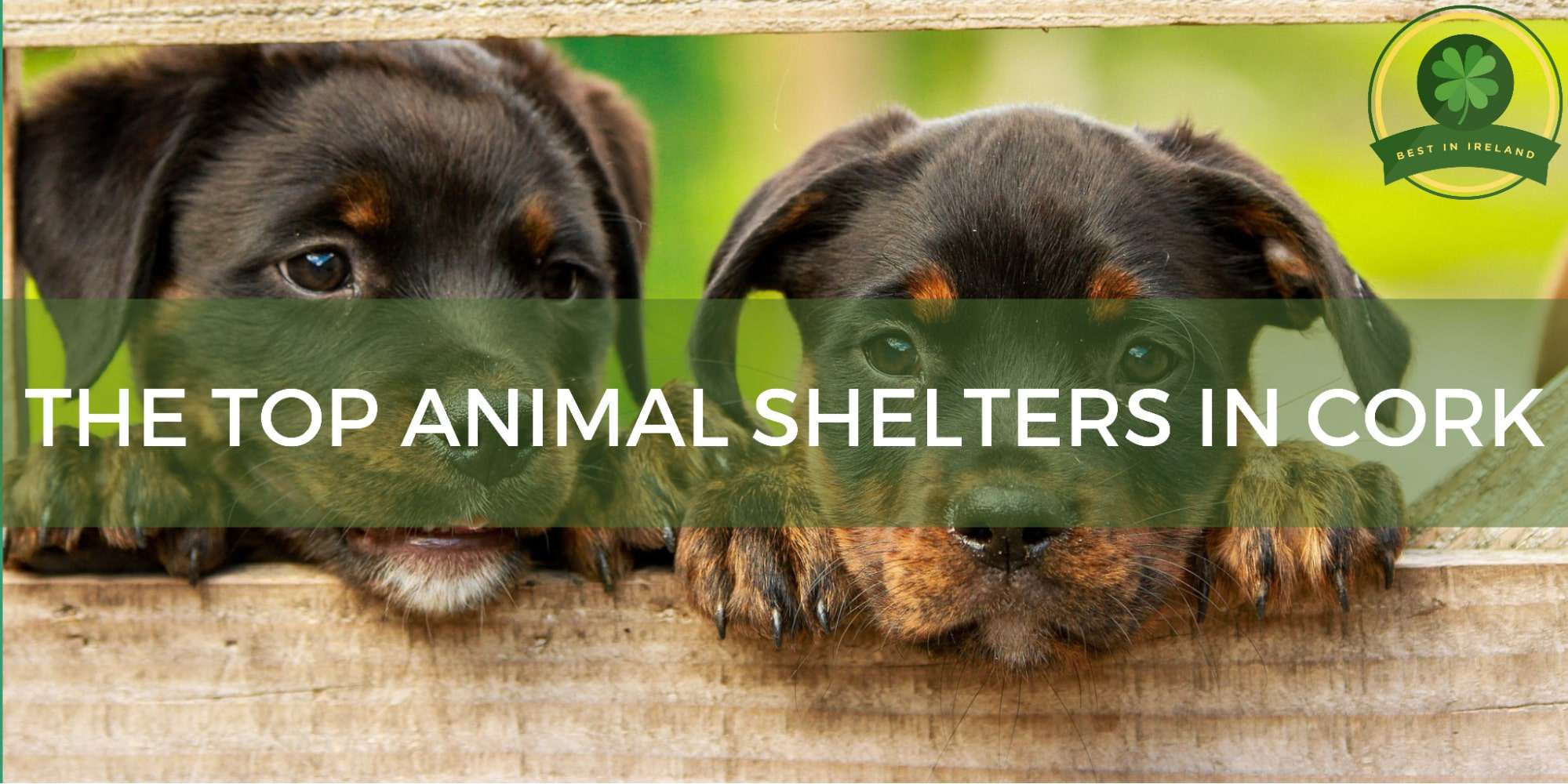 Top 5 Animal Shelters in Cork