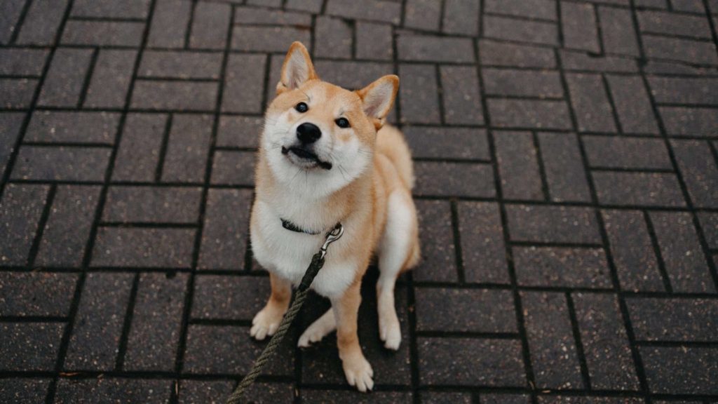 Pet Friendly