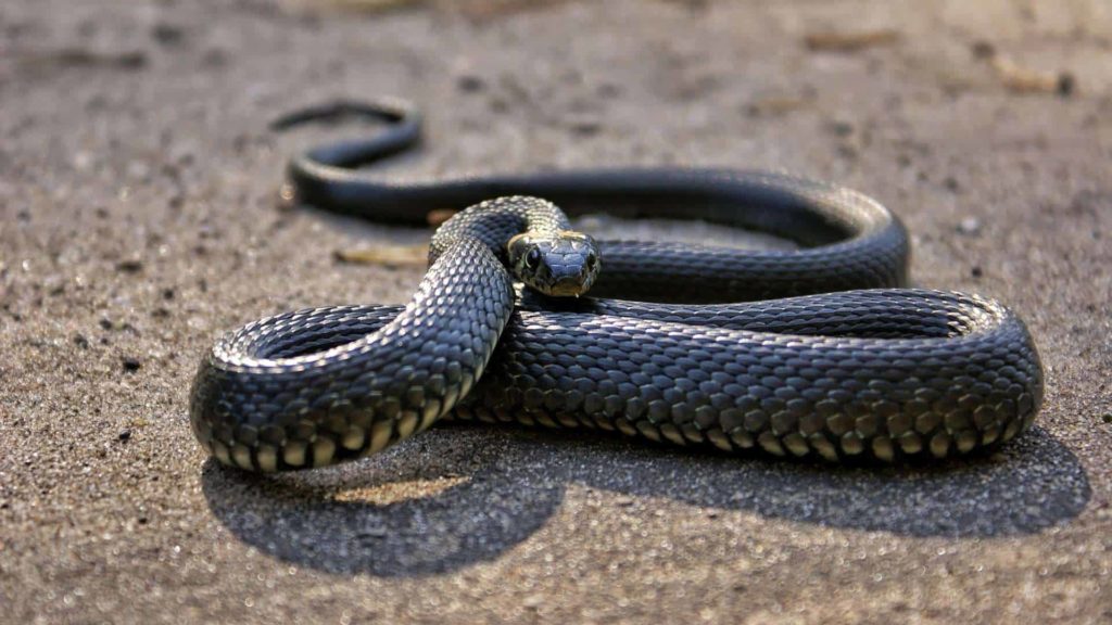 There Are No Snakes Here!