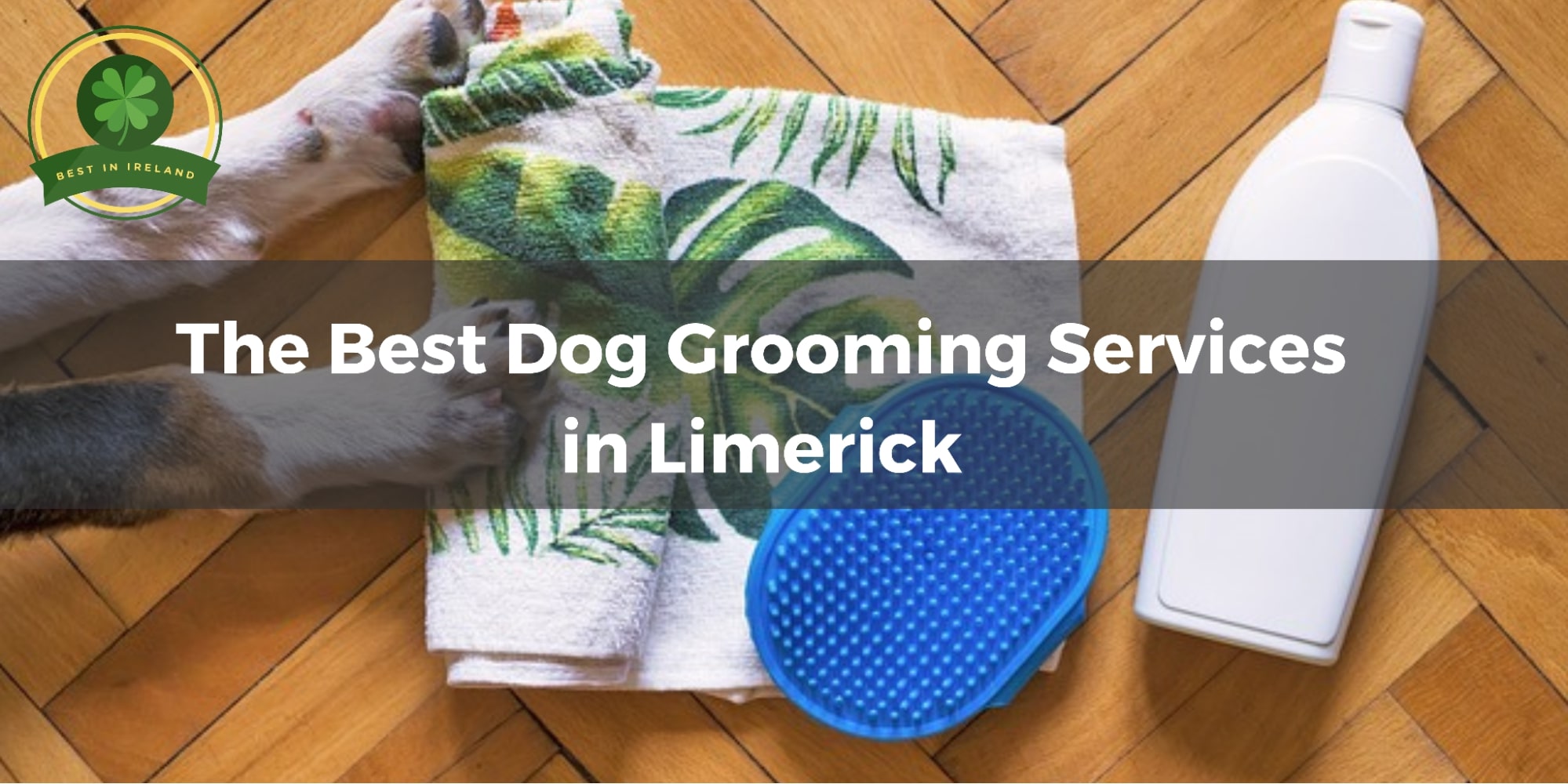 5 Best Dog Grooming Services in Limerick