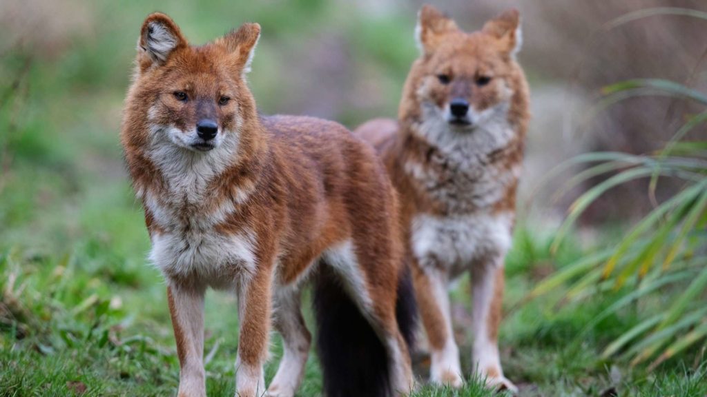 Explore the Dublin Zoo