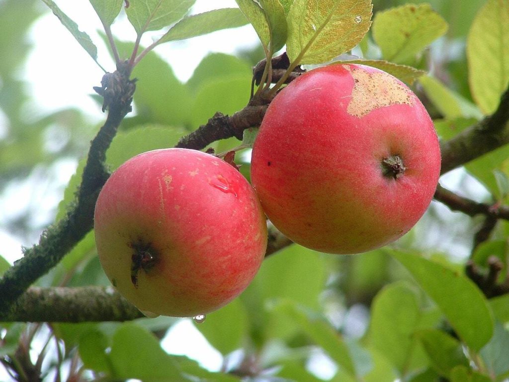 Apple Trees