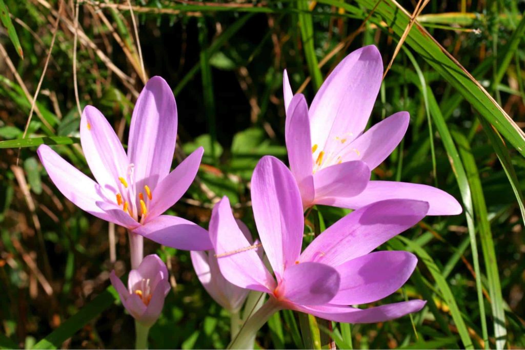 Autumn Crocus