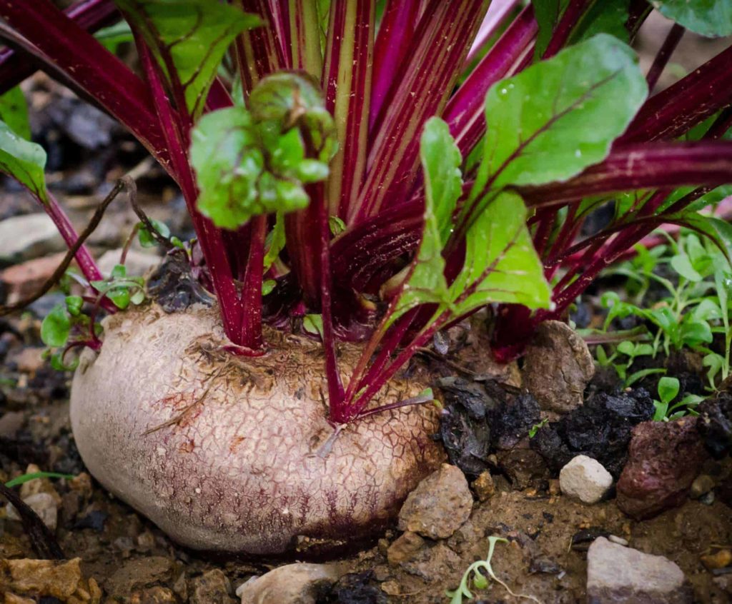 Beetroot