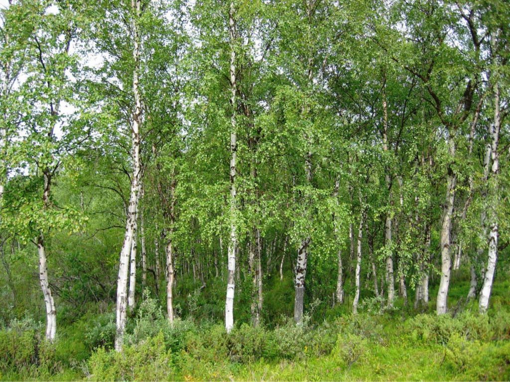 Birch Tree