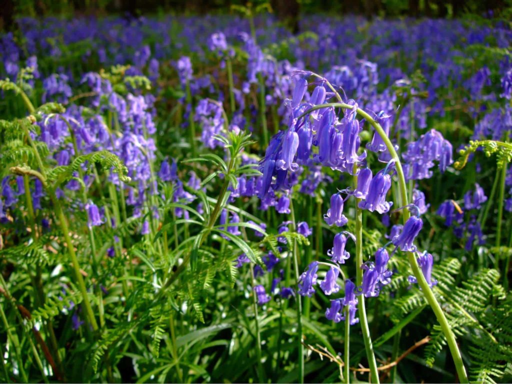 Bluebells