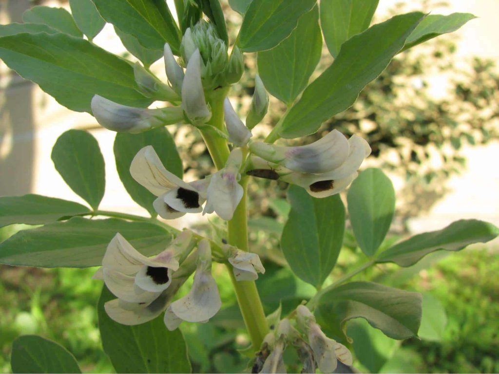 Broad Beans