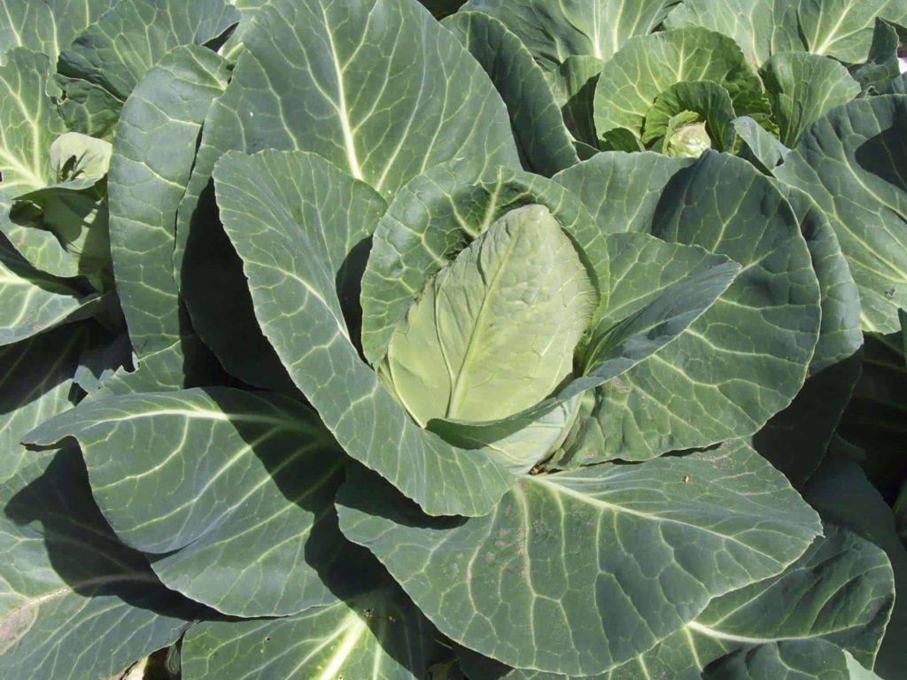 Cabbage
