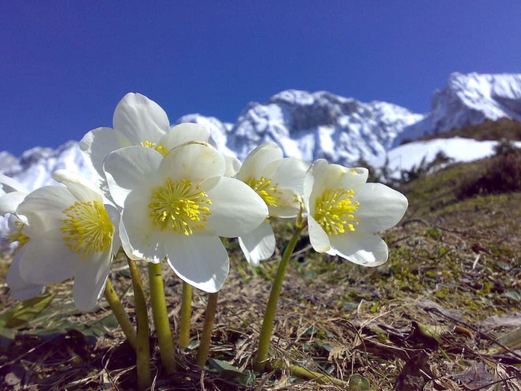 Christmas Rose