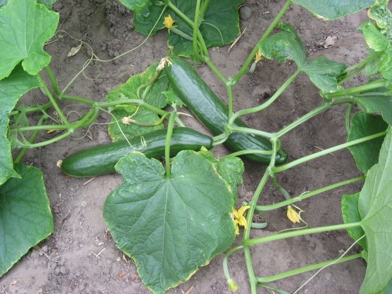 Cucumbers