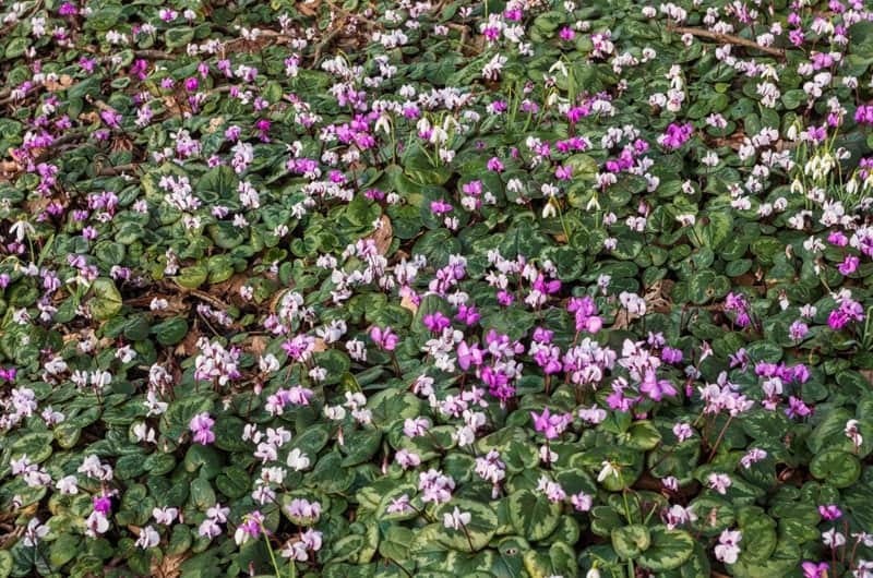Cyclamen