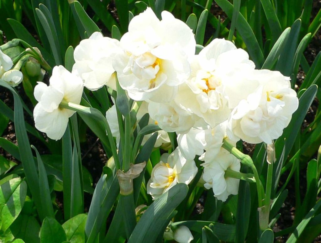 Daffodil