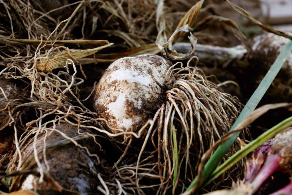 Garlic