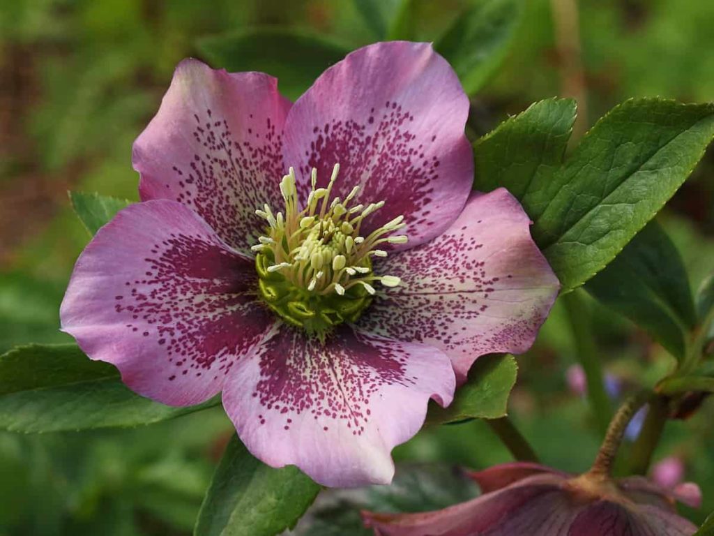 Hellebore