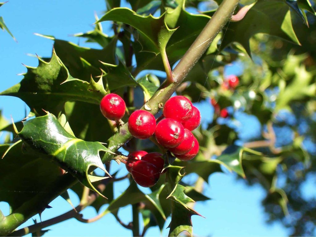 Holly Trees