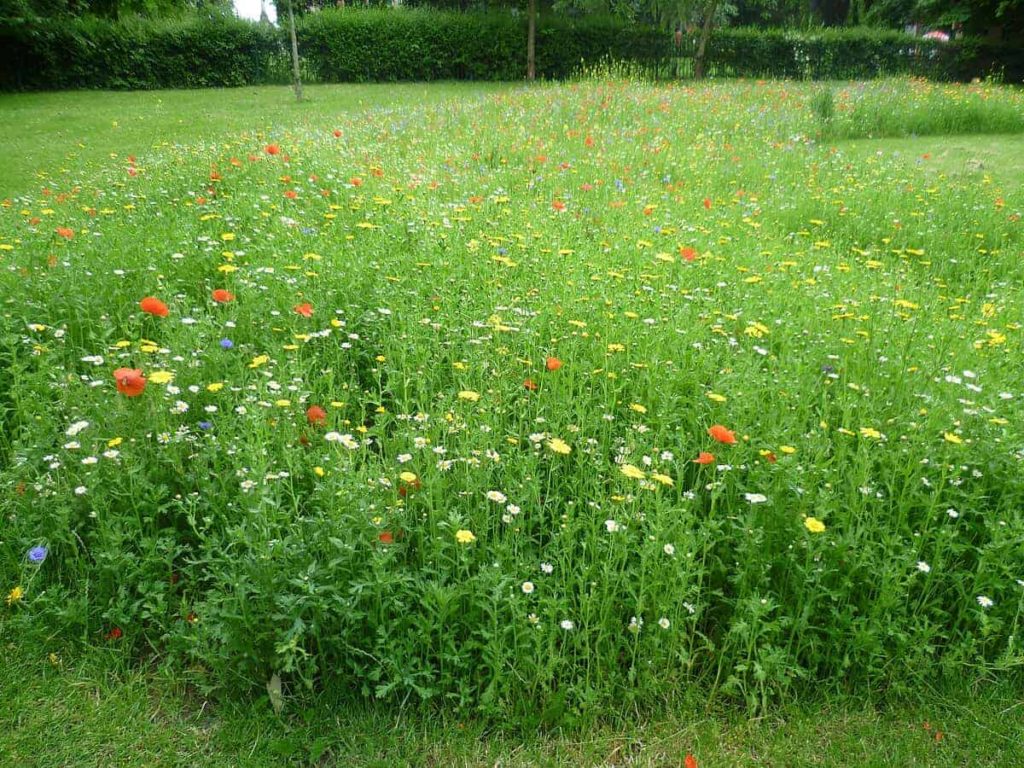 Irish Wildflower Meadow