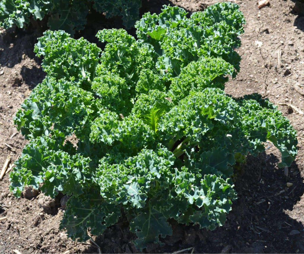 Kale