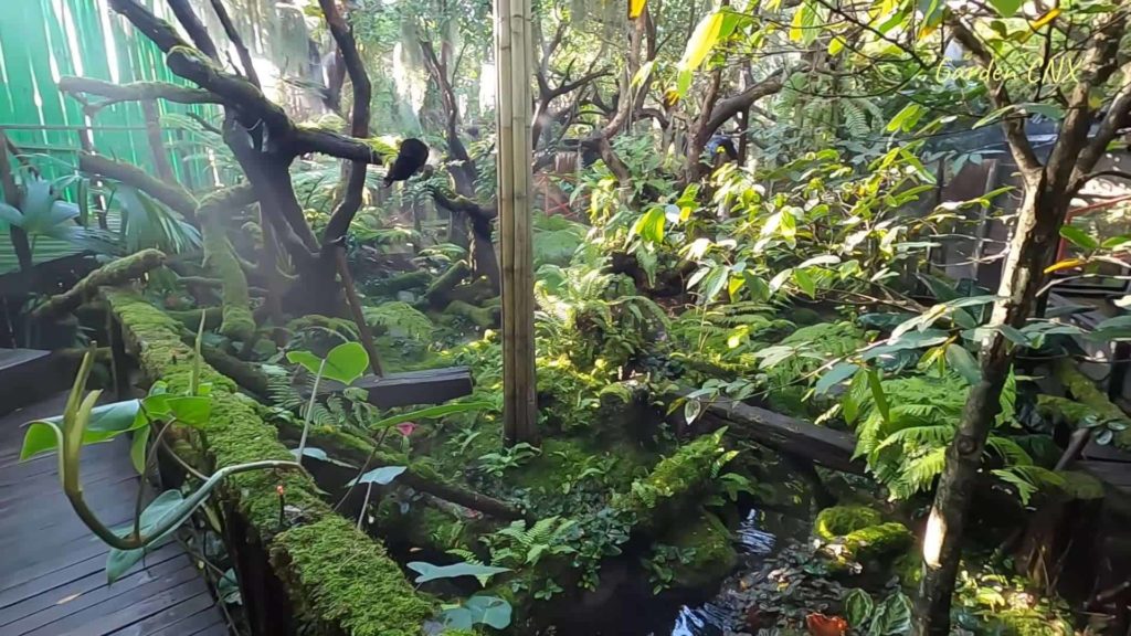 Moss and Fern Garden