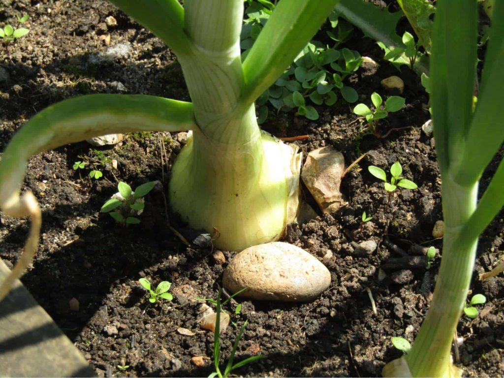 Onions