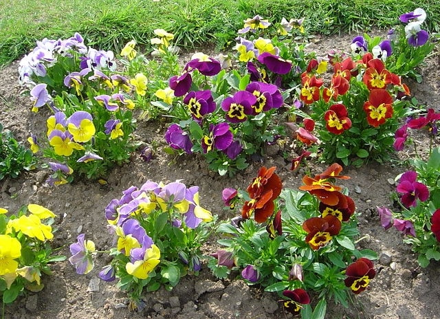 Pansies