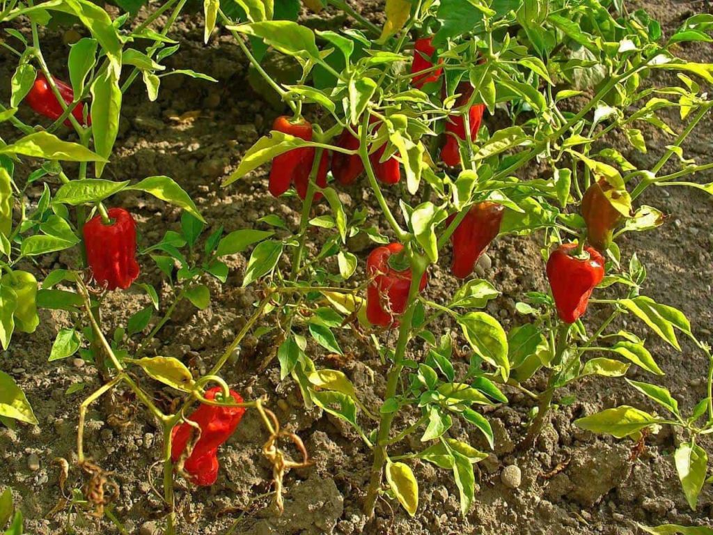 Peppers