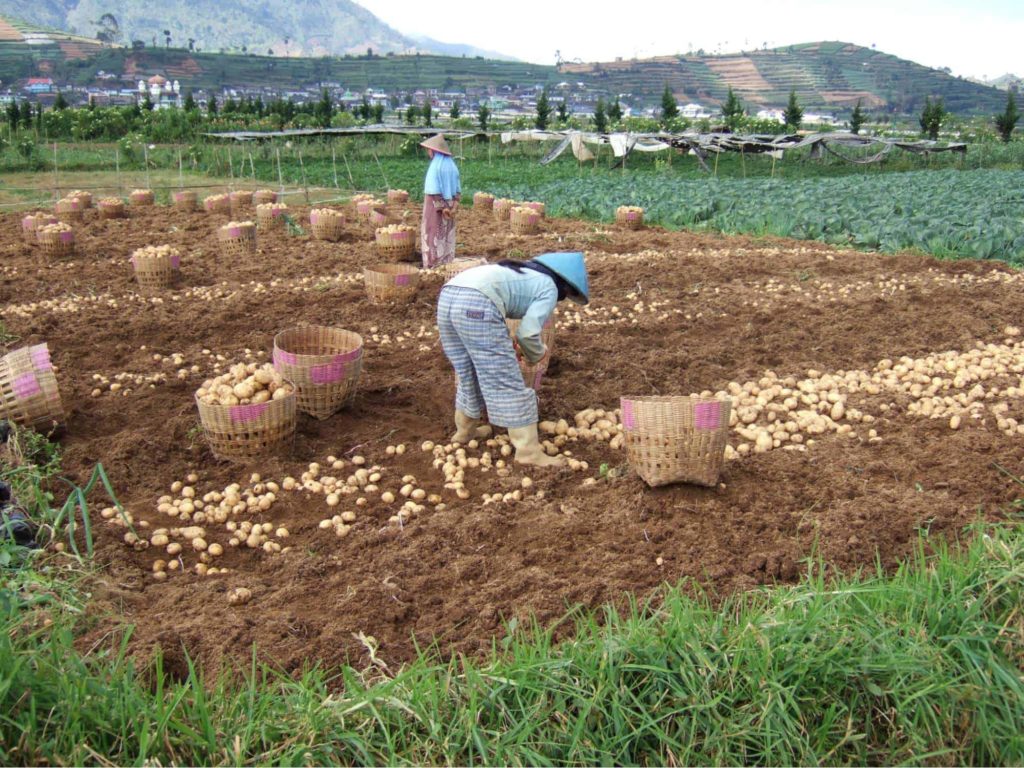Potatoes