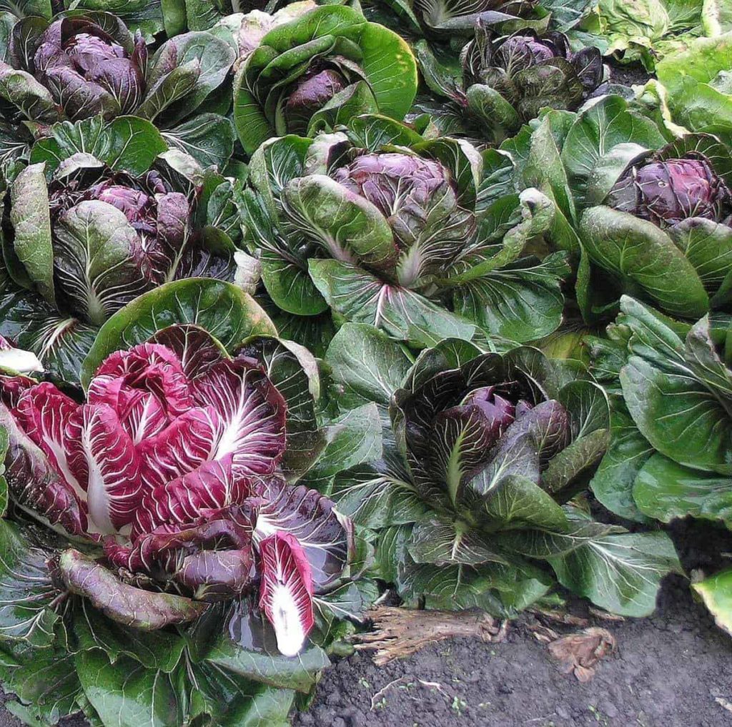Radicchio