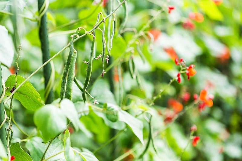 Runner Beans