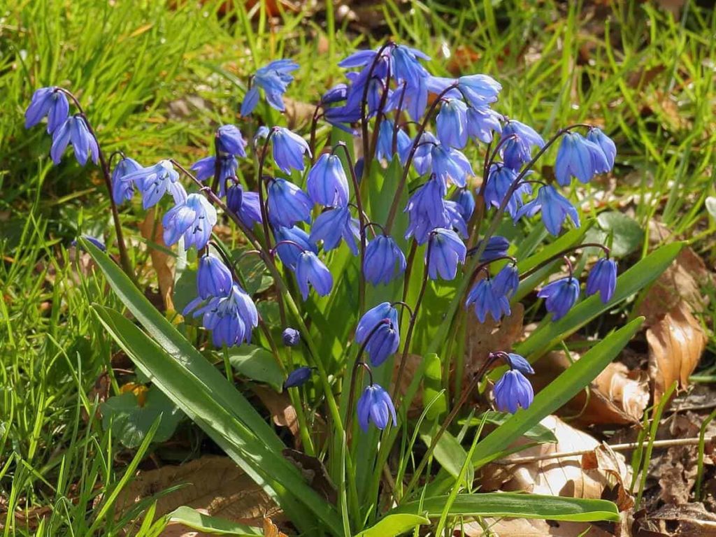 Siberian Squill