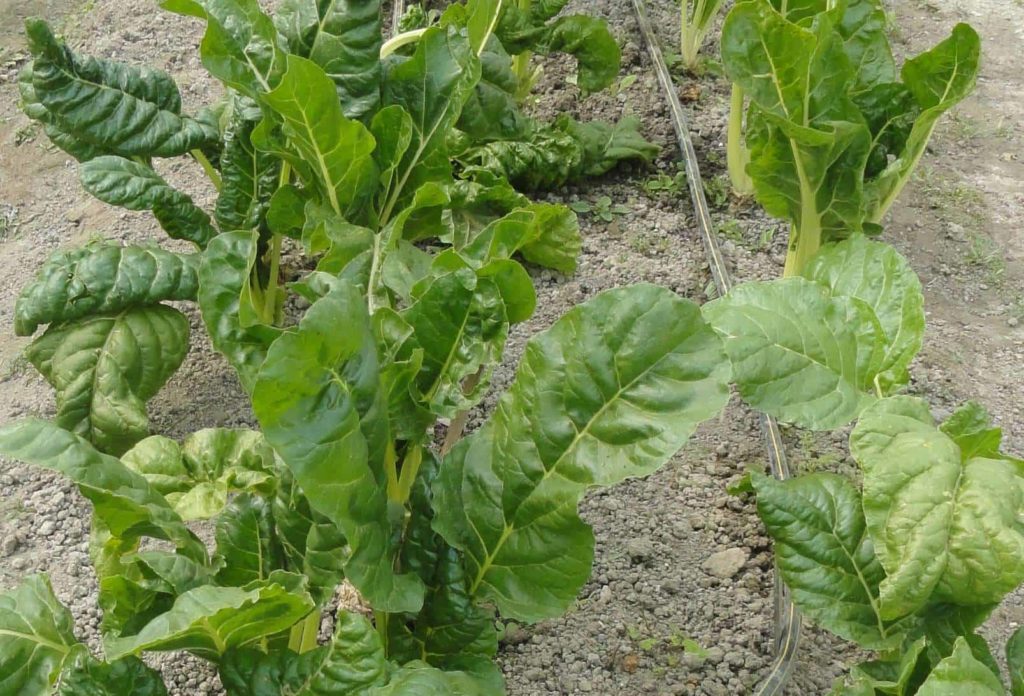 Spinach