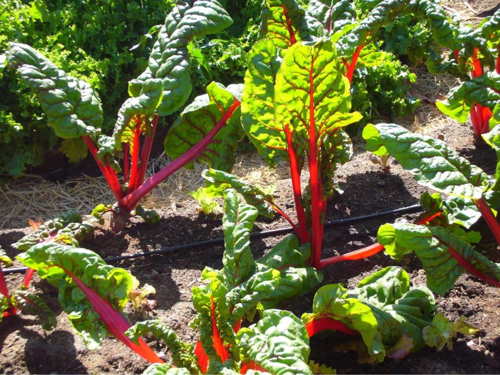 Swiss Chard