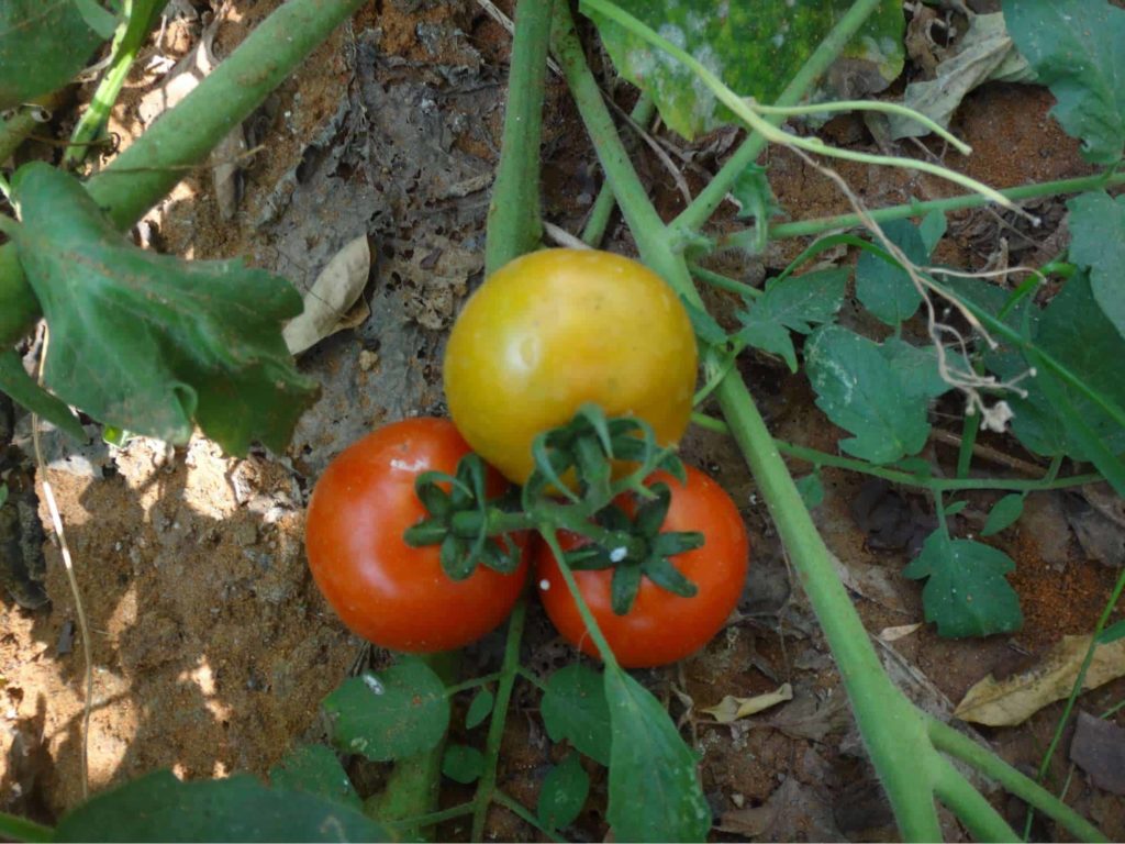 Tomatoes