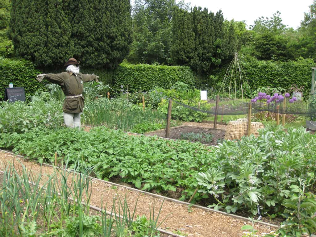 Vegetable and Herb Garden