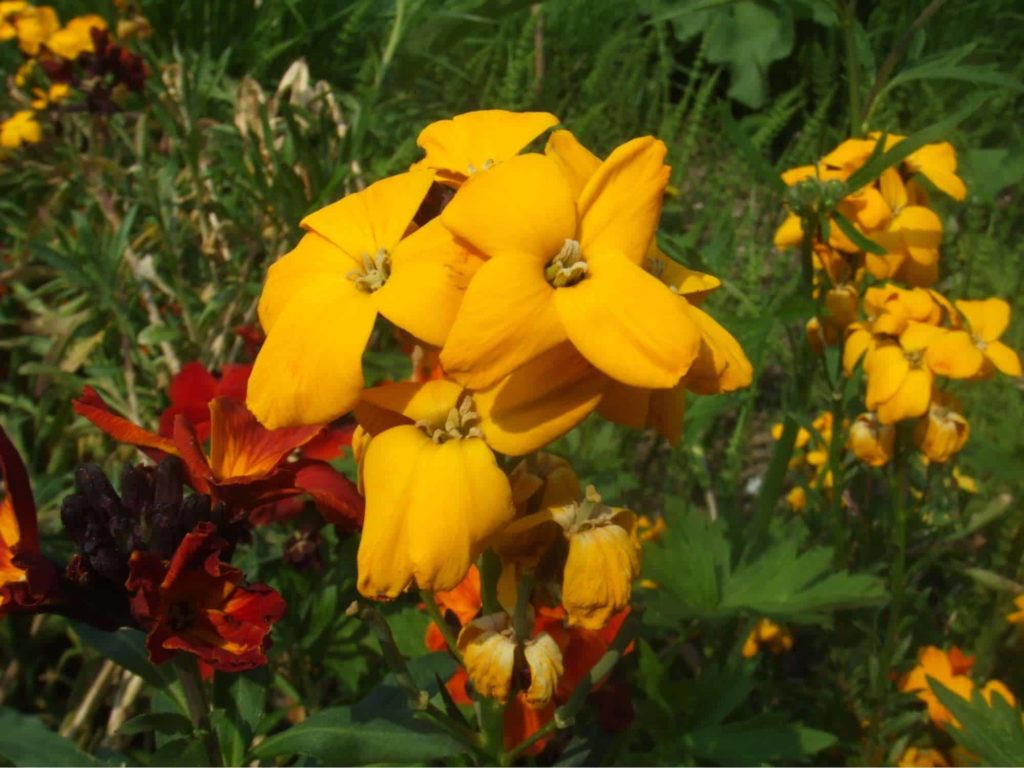 Wallflowers