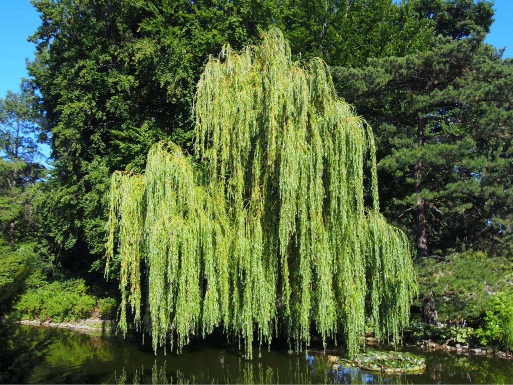 Willow Trees