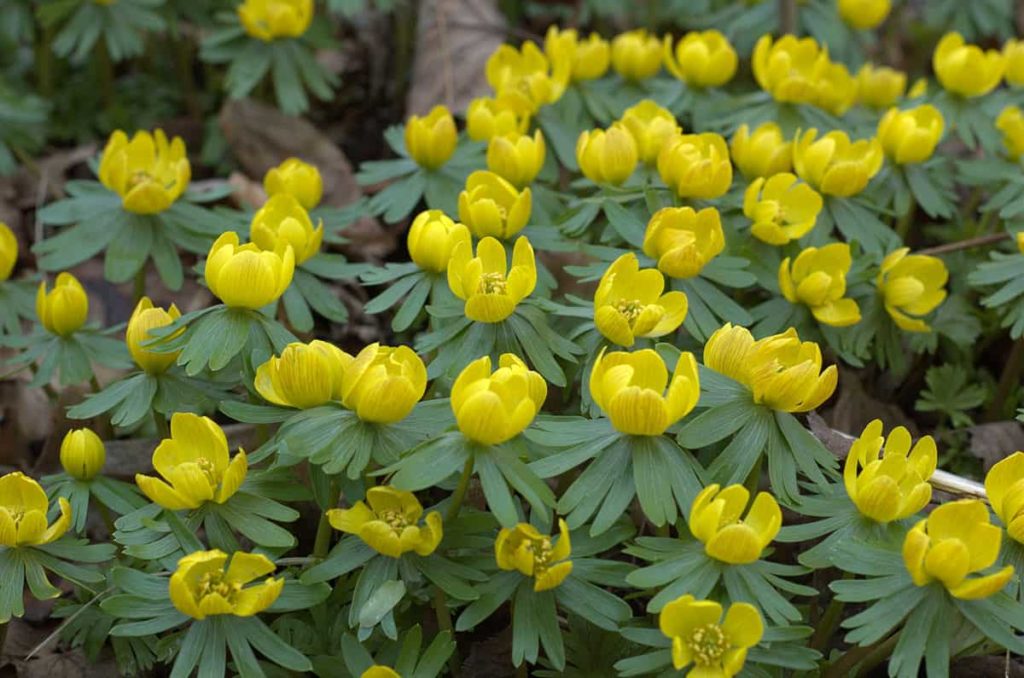 Winter Aconite