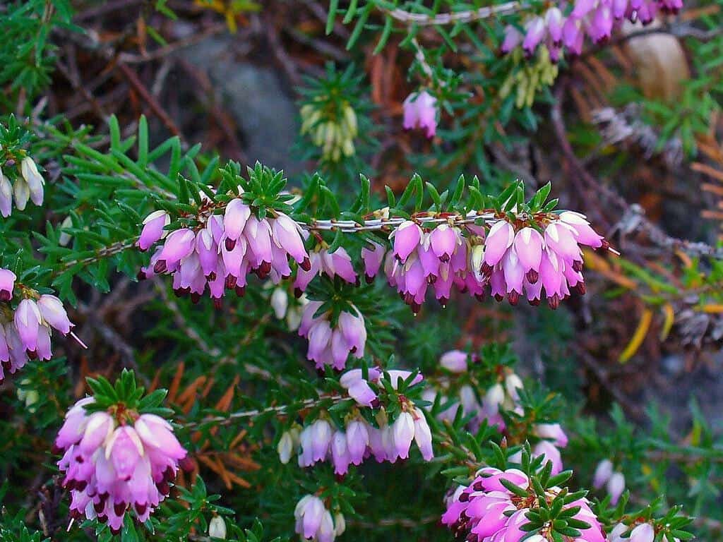 Winter Heath