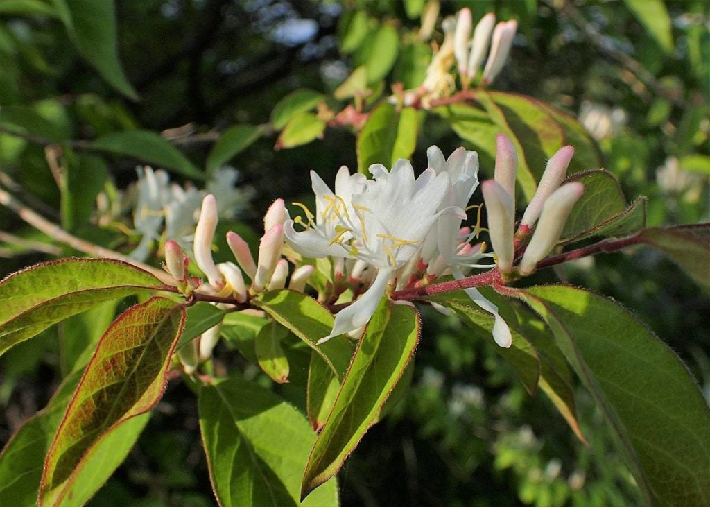Winter Honeysuckle